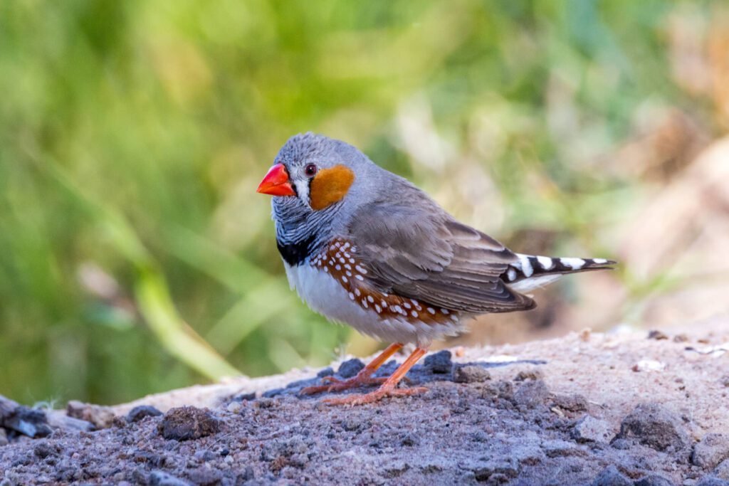 Zebra finch wild in Australia