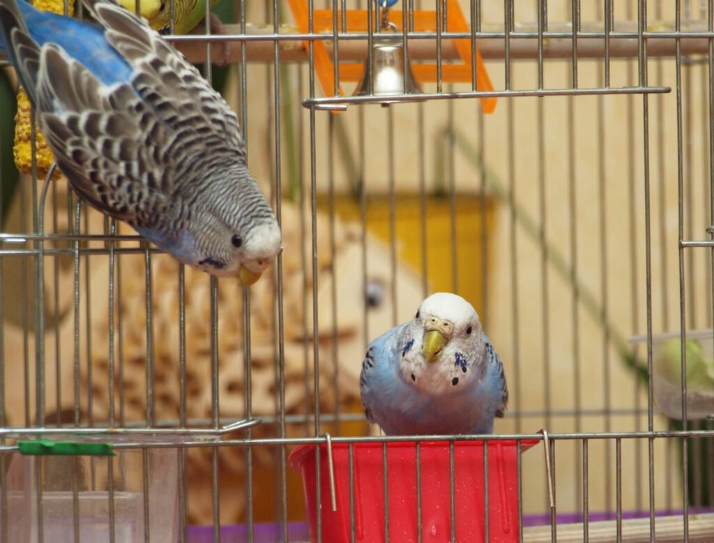 a pair of parrots in the chest