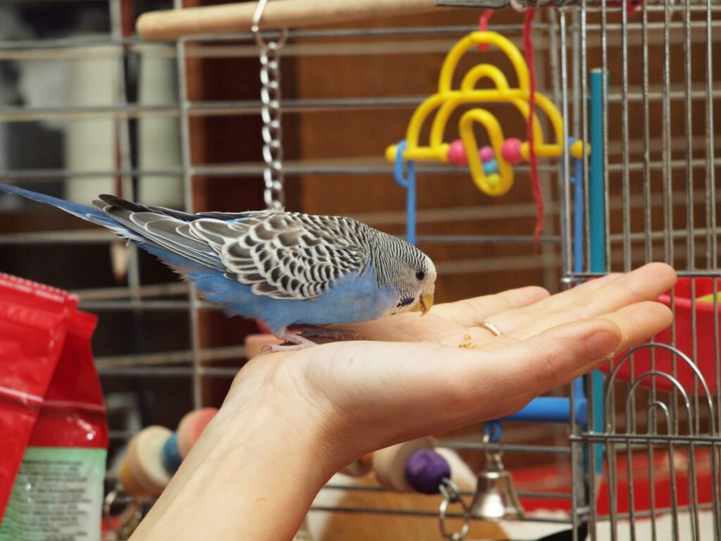 a parakeet eating from a hand