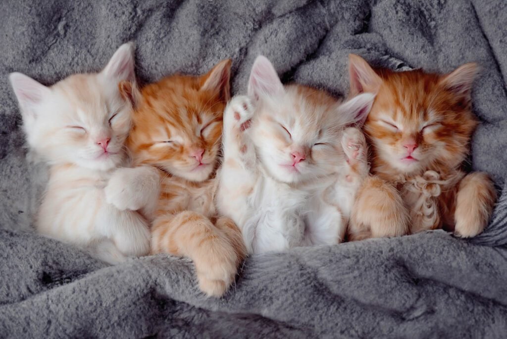 kittens relaxing on a soft blanket