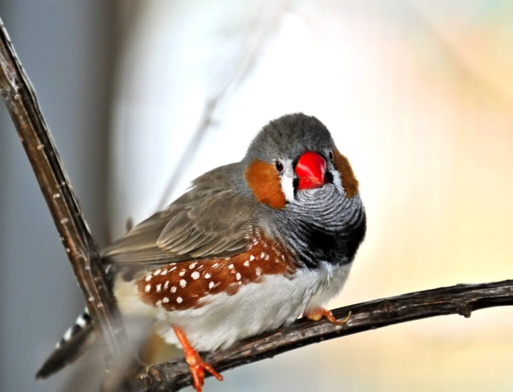 zebra finch