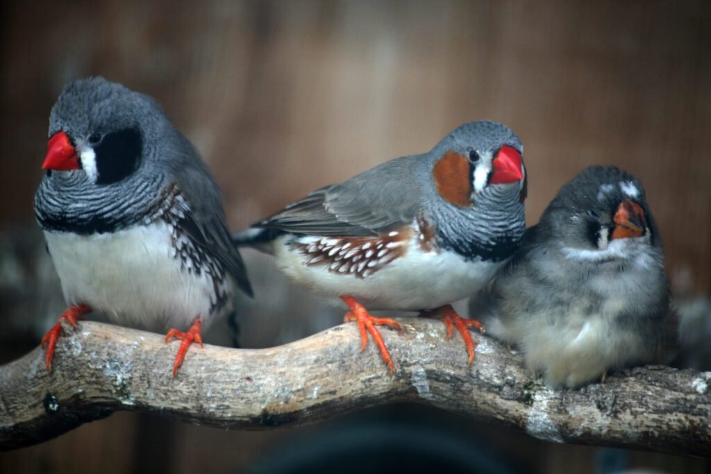 zebra finches