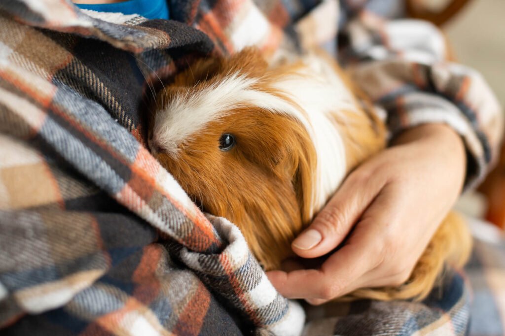 A guinea pig with a long coat 