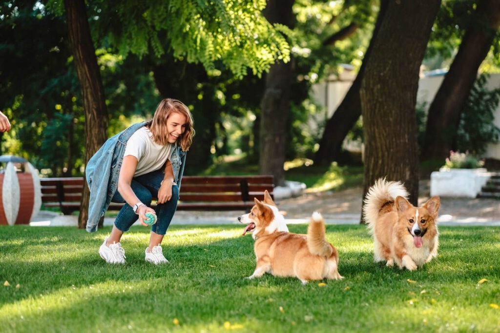 woman with dogs Welsh Corgi Pembroke in dog park