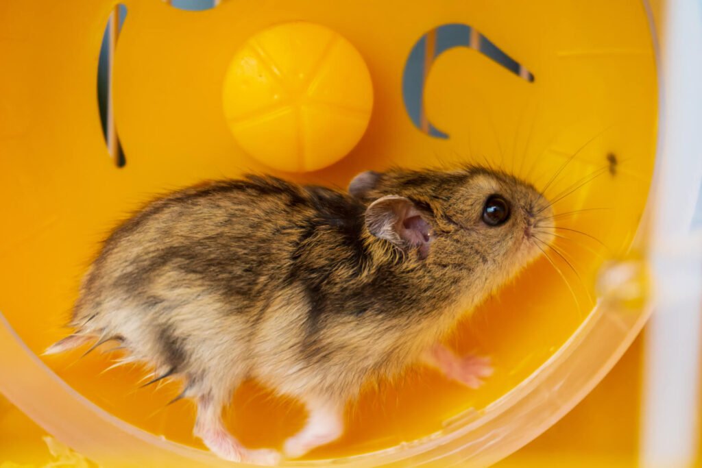 a Dzungarian hamster running in a yellow whee