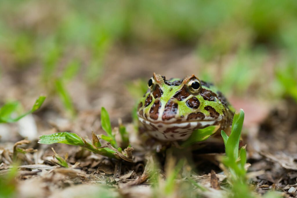 Argentine horned frog