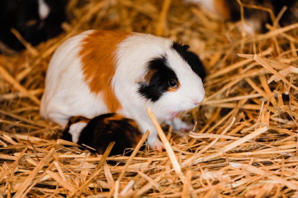 Guinea Pigs on the hay