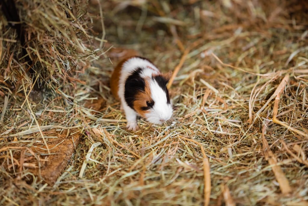 Red and White Guinea Pig