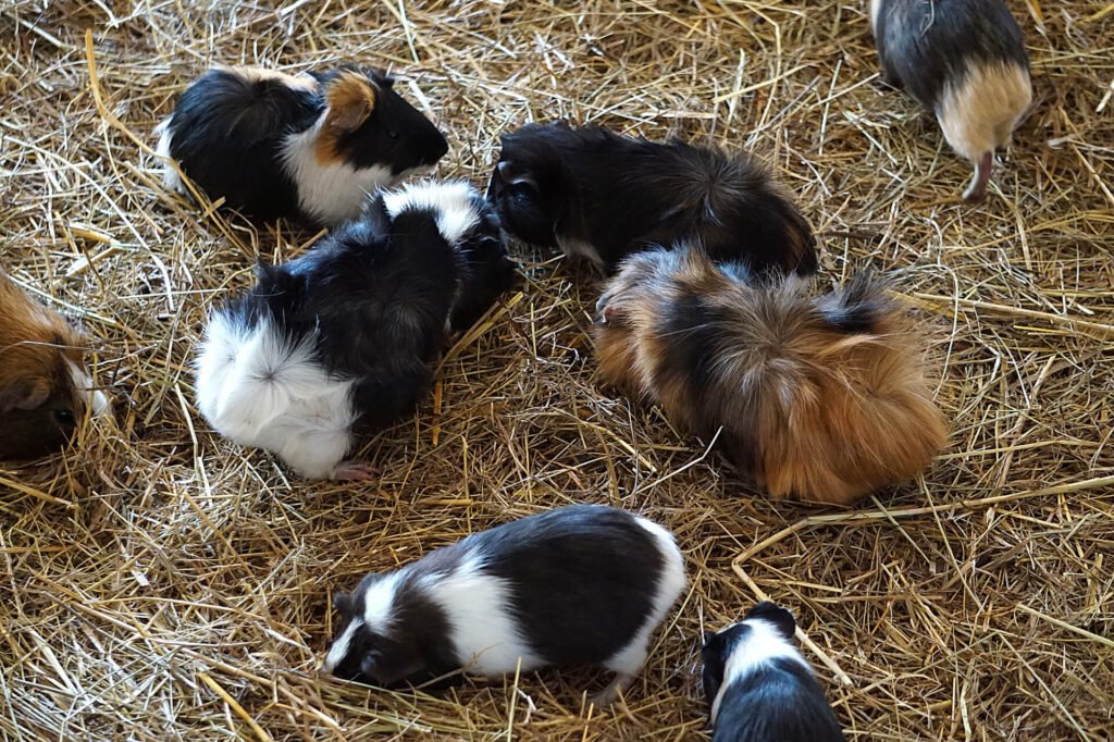 Guinea Pigs