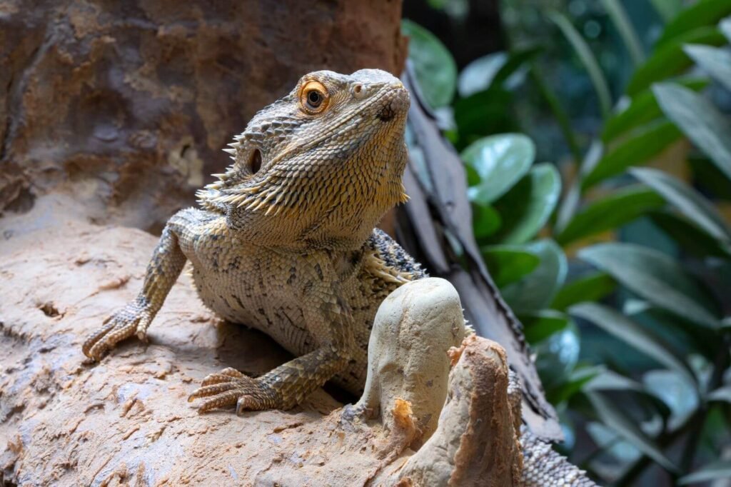 Bearded Dragon 