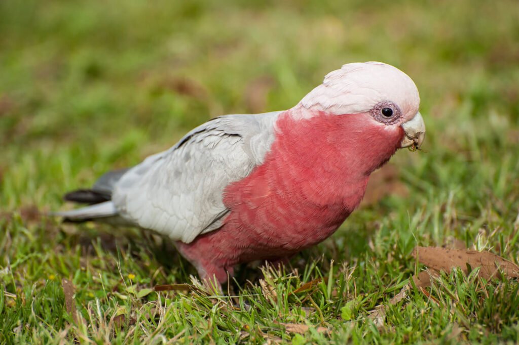 Galah Cockatoo