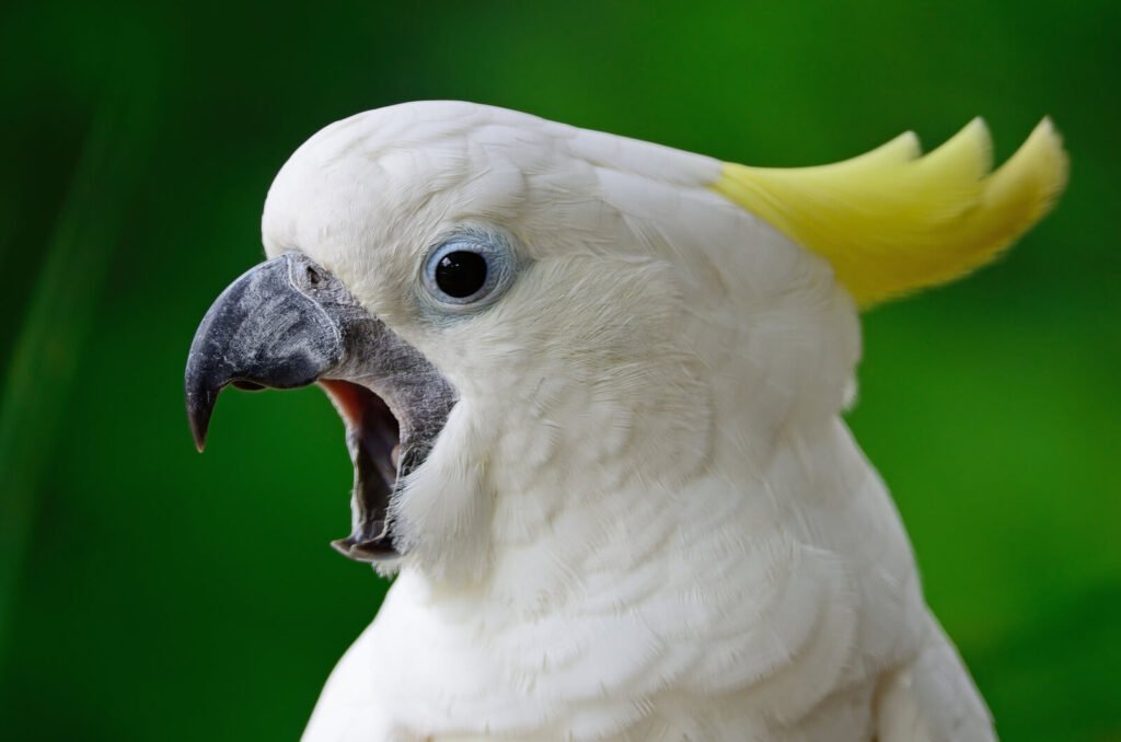 Sulphur-crested Cockatoo