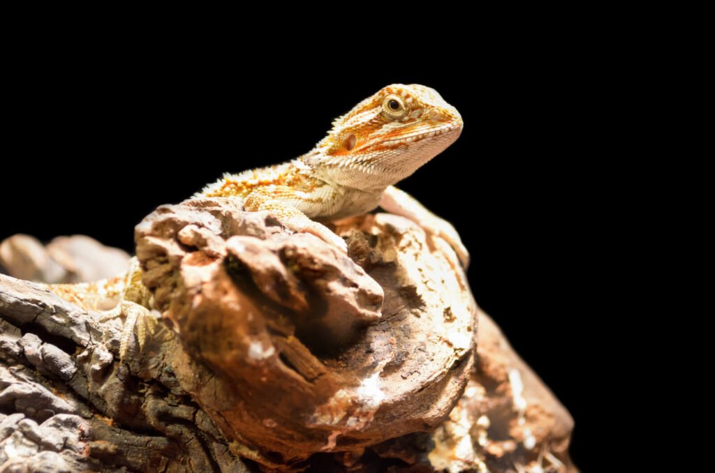 Bearded Dragon 