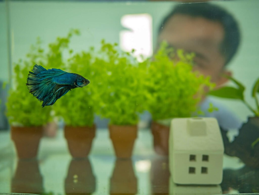 A Siamese fighting fish in an aquarium