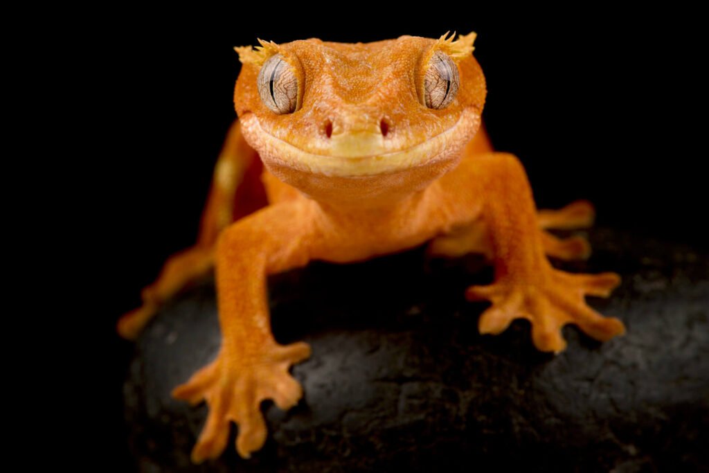  Crested gecko Correlophus ciliatus