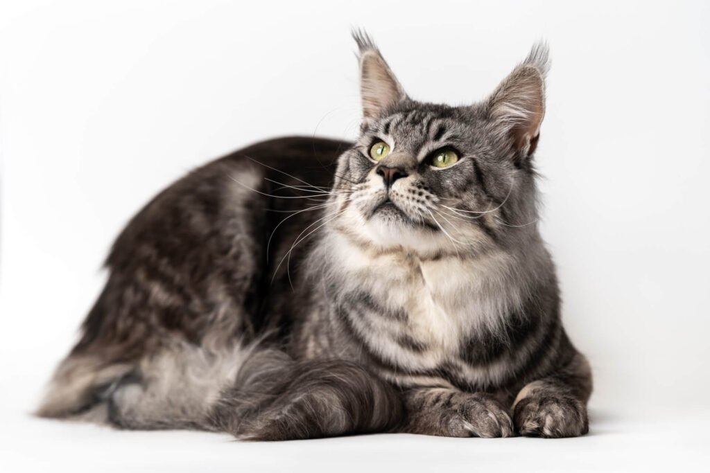 Mackerel tabby Maine Coon Cat