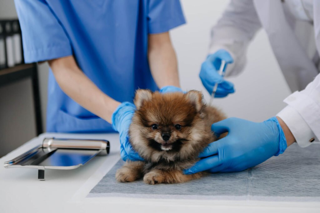 Puppy vaccination