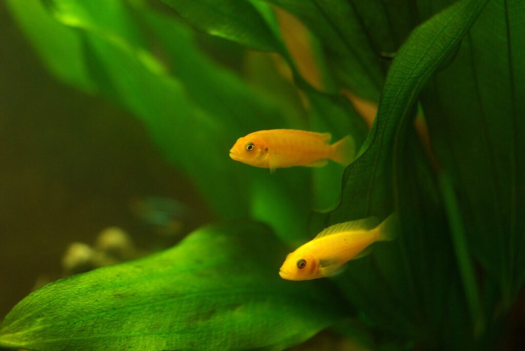 Cichlids