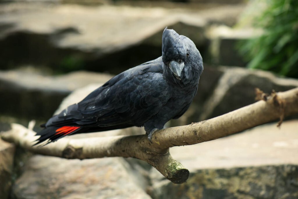 Black and red cockatoo