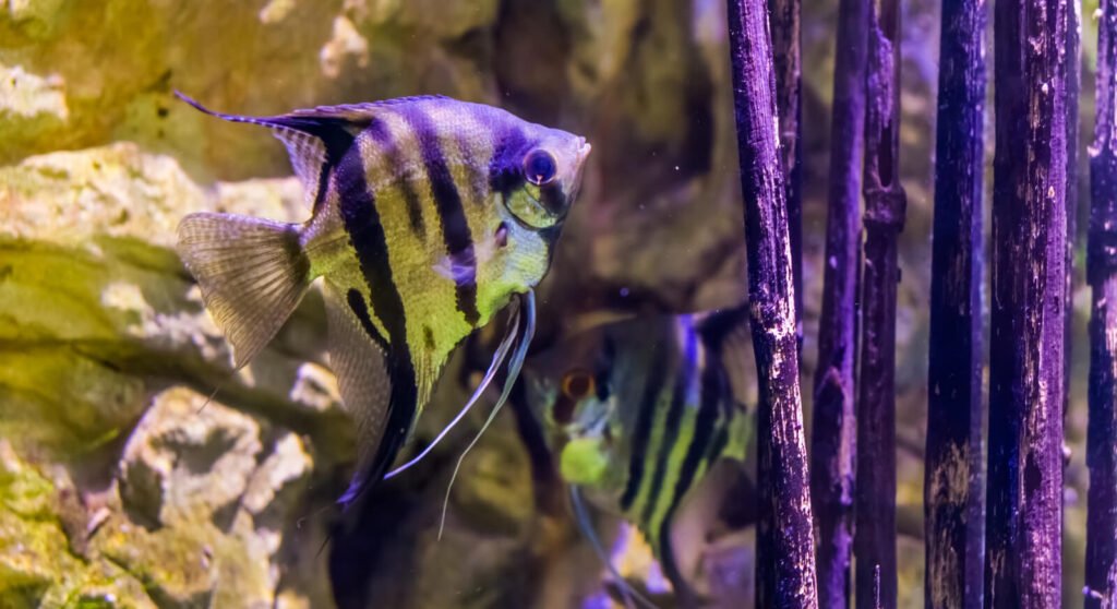 freshwater angelfish 