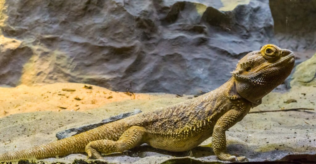 bearded dragon lizard