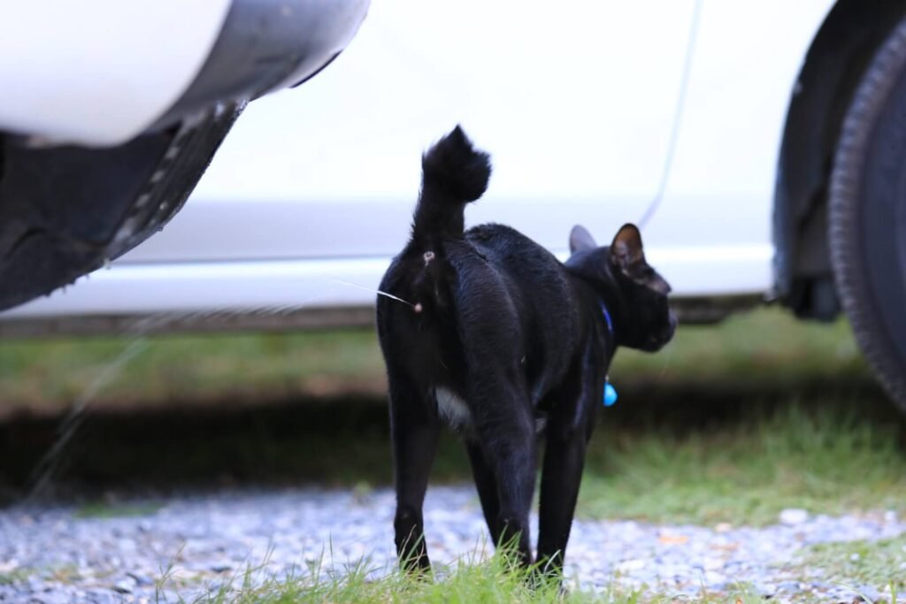 Black cat peeing at garden