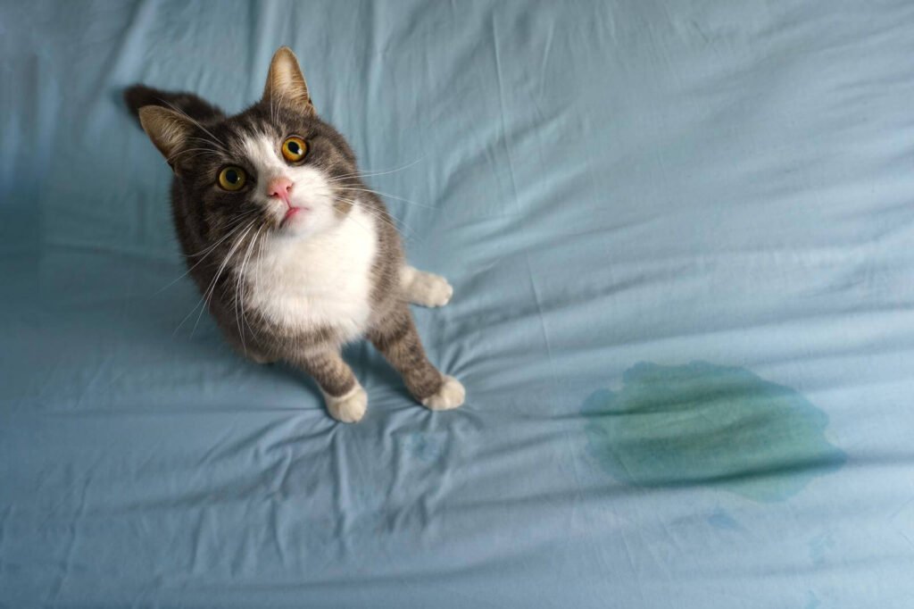 Cat sitting near a piss spot on the bed. Cat peeing or urinating on bed at home. 