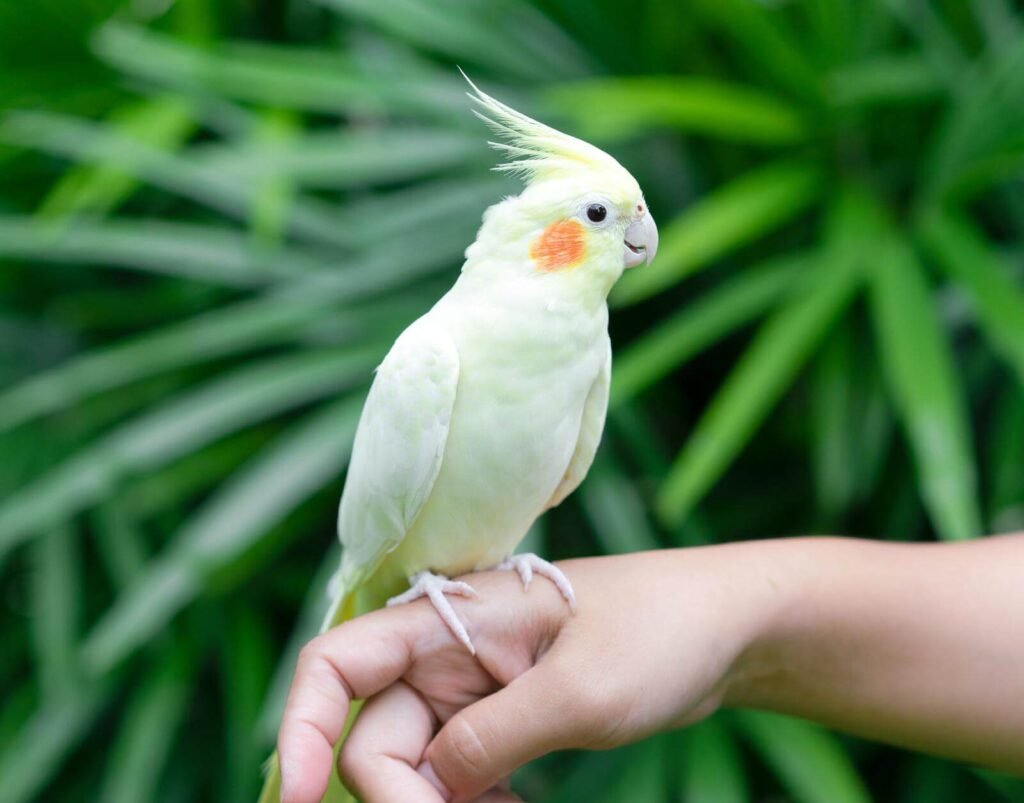 Cockatiel Parrot In The Garden.