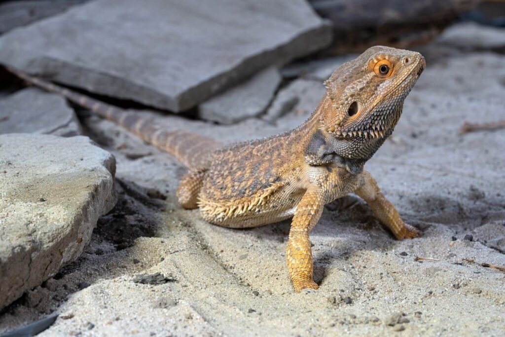 Inland Bearded Dragon, Pogona vitticeps