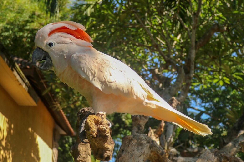  Moluccan Cockatoo