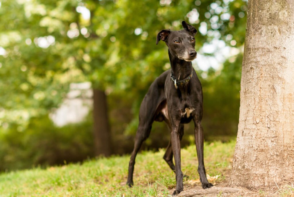 Italian greyhound 