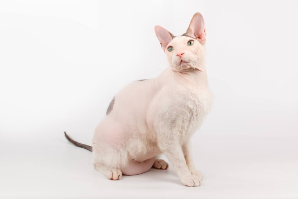 Sphynx Cat Lifespan