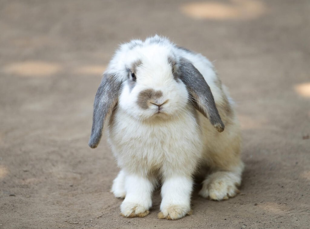  Floppy eared bunny