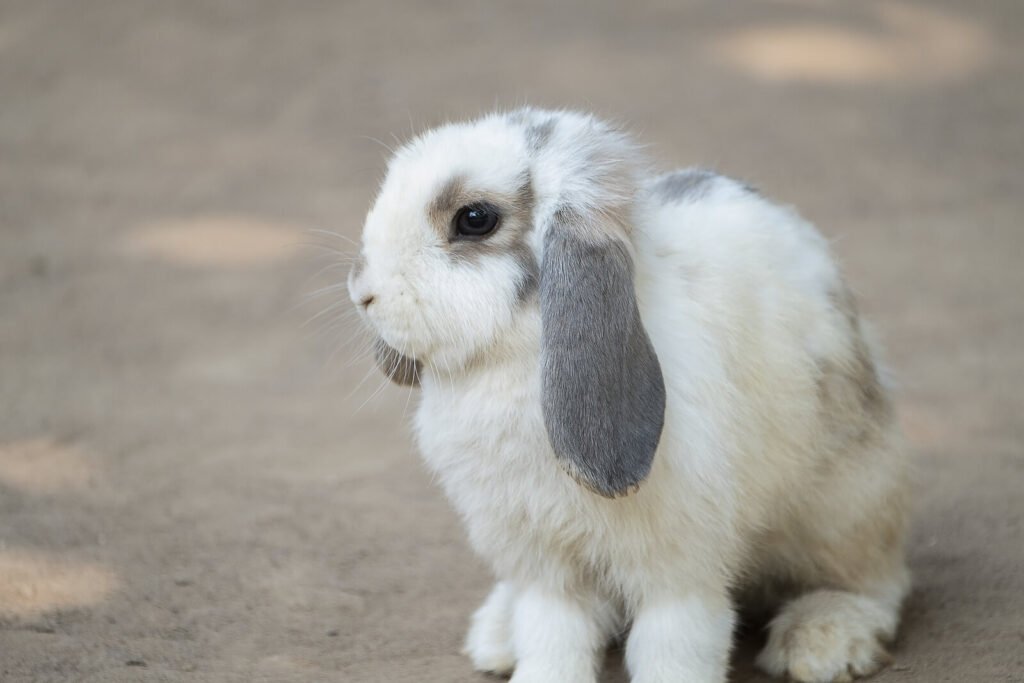 Cute little Holland Lop Rabbit