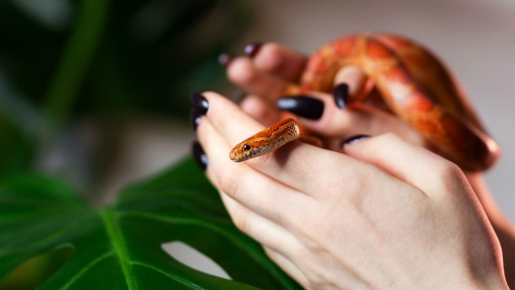 Corn snake 