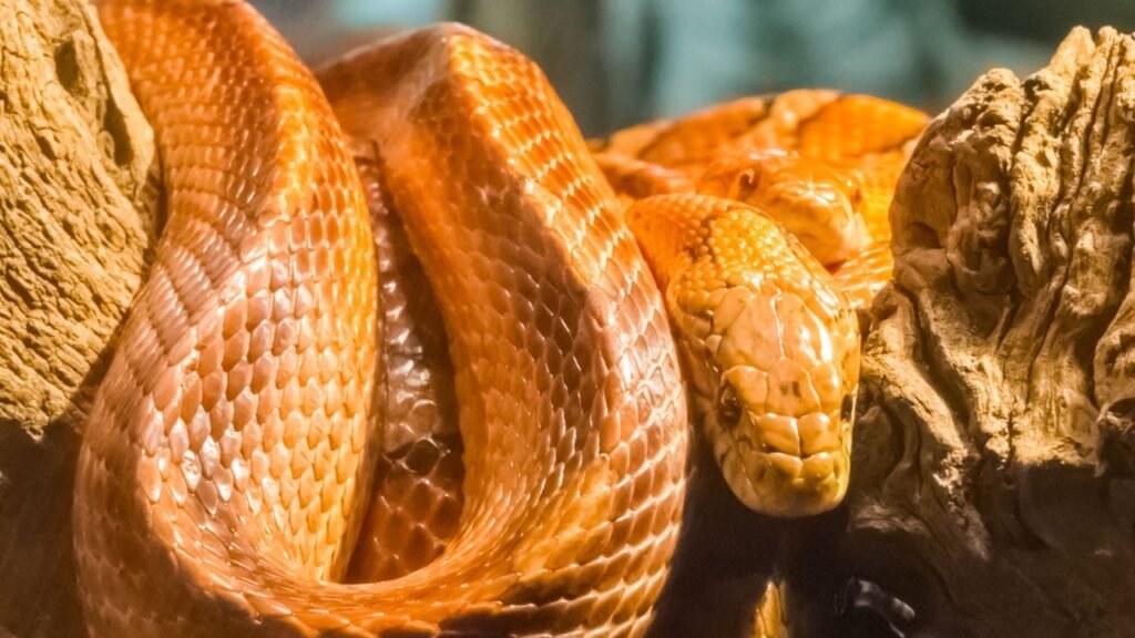 Corn Snakes