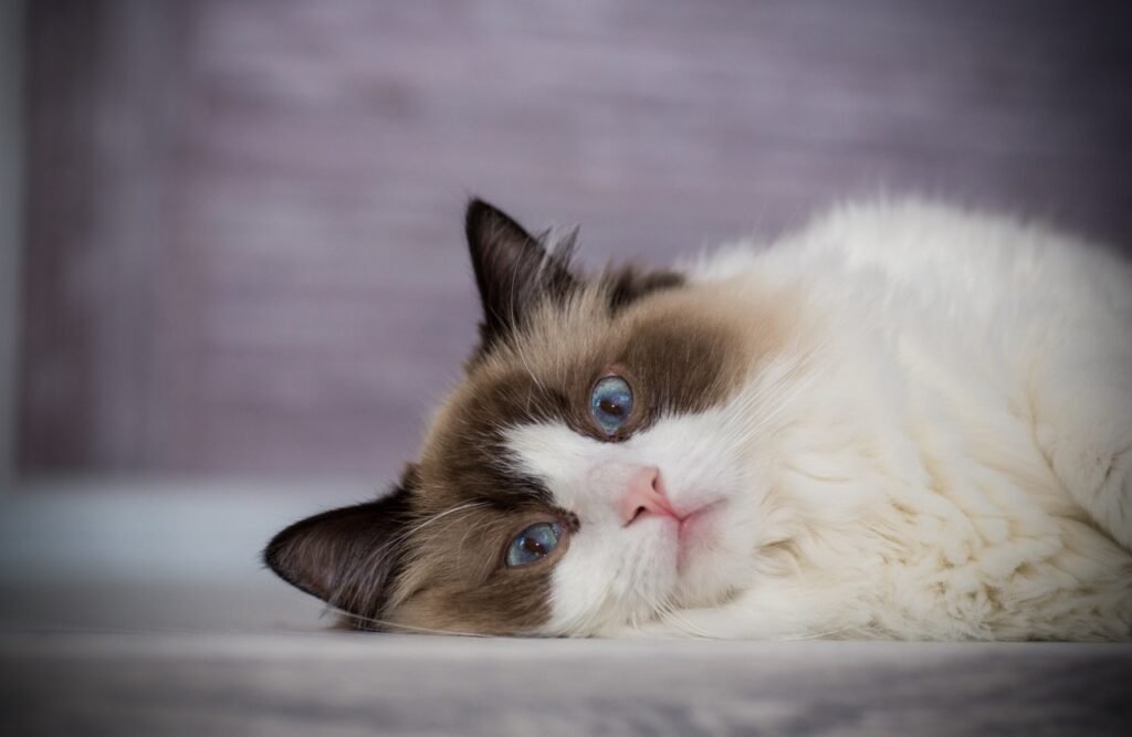 Young beautiful Ragdoll cat