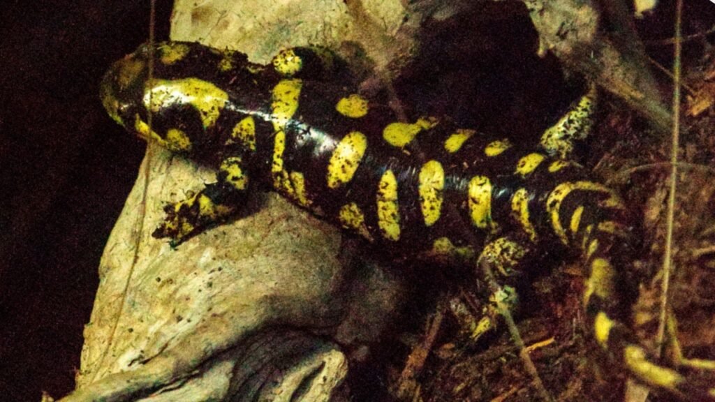 Tiger salamander