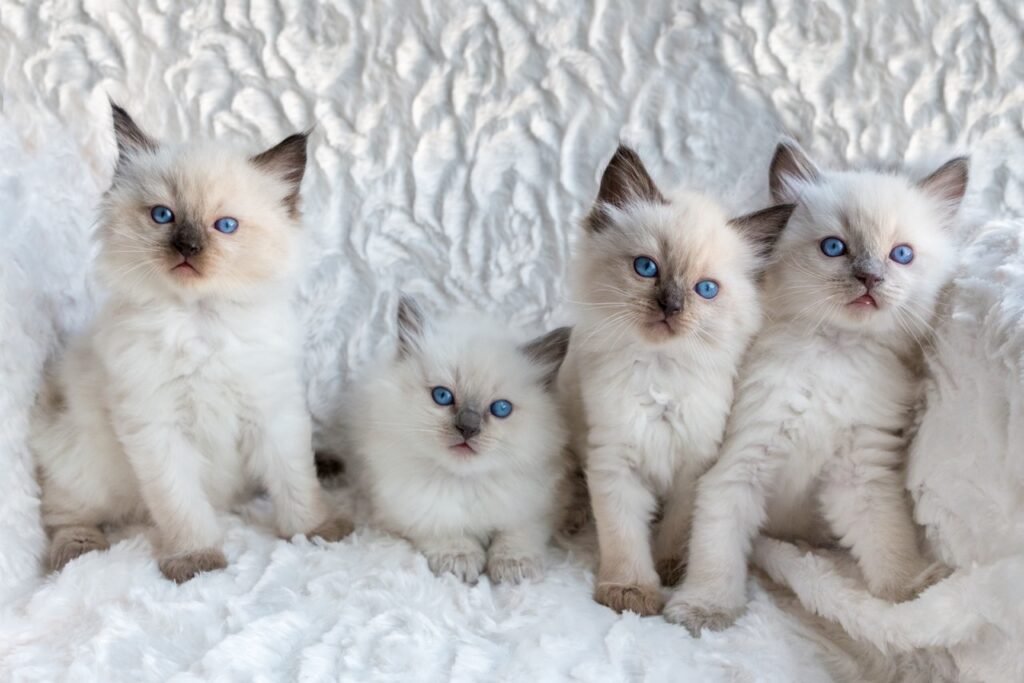 Young Ragdoll Cats