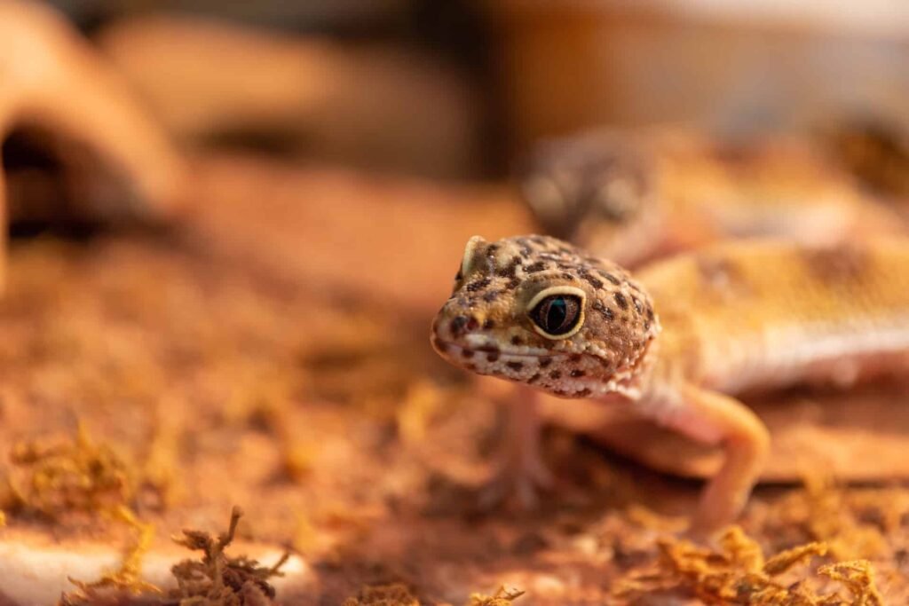 gecko in a terrarium