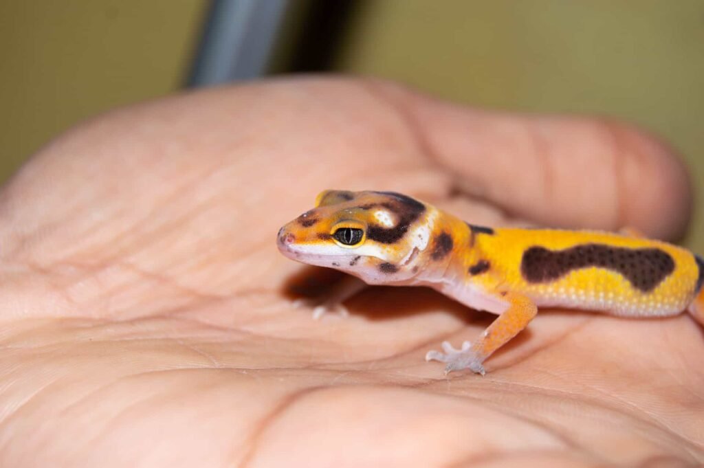 1920 hand held tame leopard gecko lizard 1