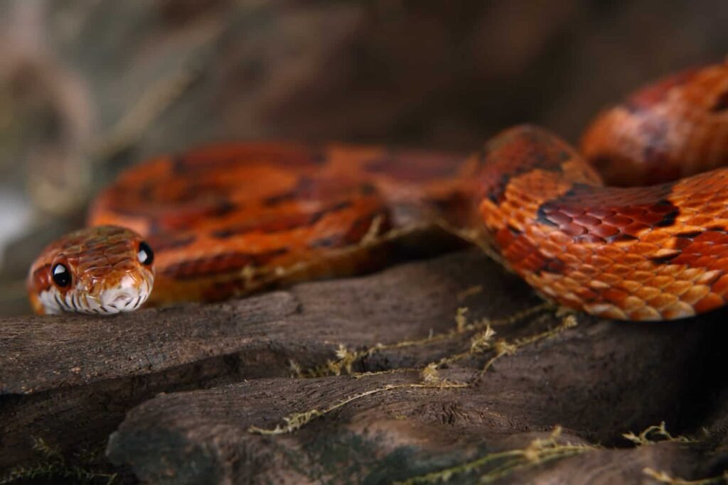 Discover the Size: How Big Do Corn Snakes Get? - POPPILON