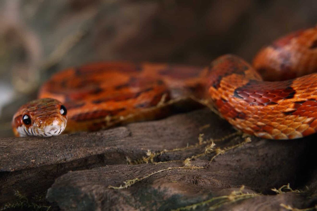 Discover the Size: How Big Do Corn Snakes Get? - POPPILON